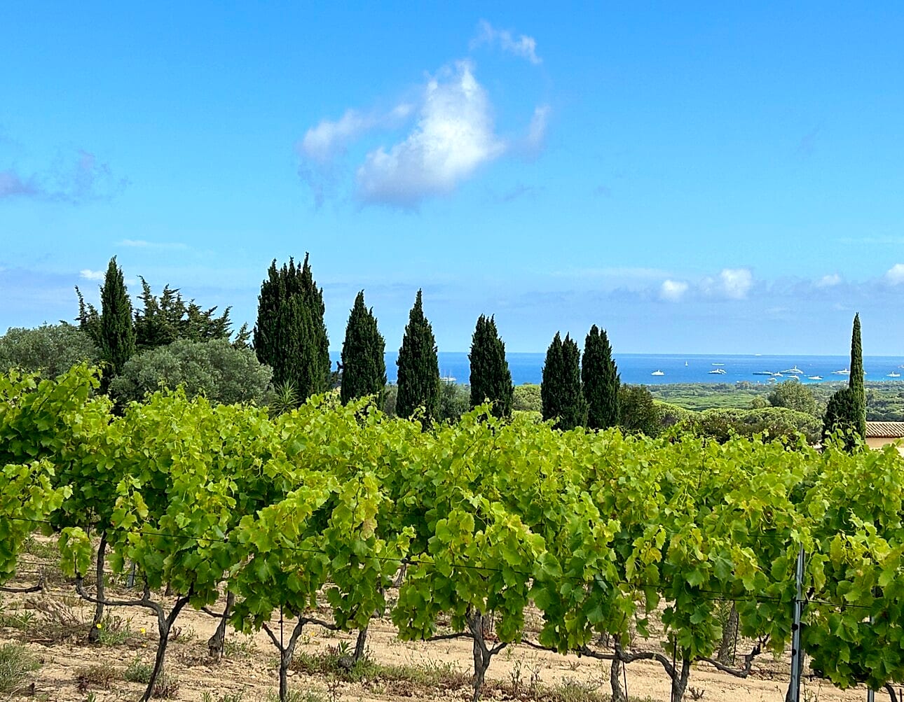 Rangs de vignes avec la mer ou les baous en fond — remplace le visuel provisoire